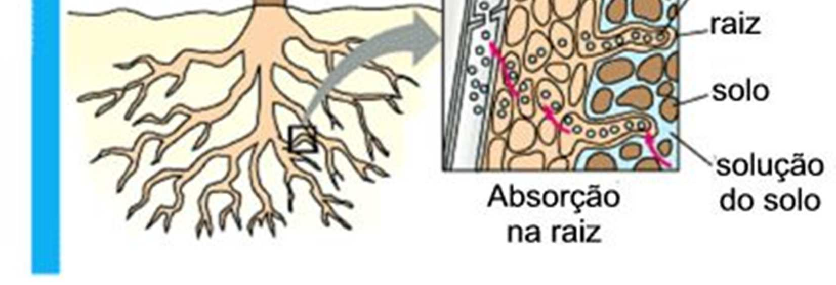 A diferença de concentração salina força a entrada de água por osmose [passagem de solvente do meio menos concentrado para o mais concentrado: diluição] no xilema, gerando a pressão positiva da raiz,