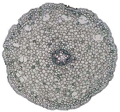 Floema Organização das células que constituem o floema de uma planta Placas crivosas: corte