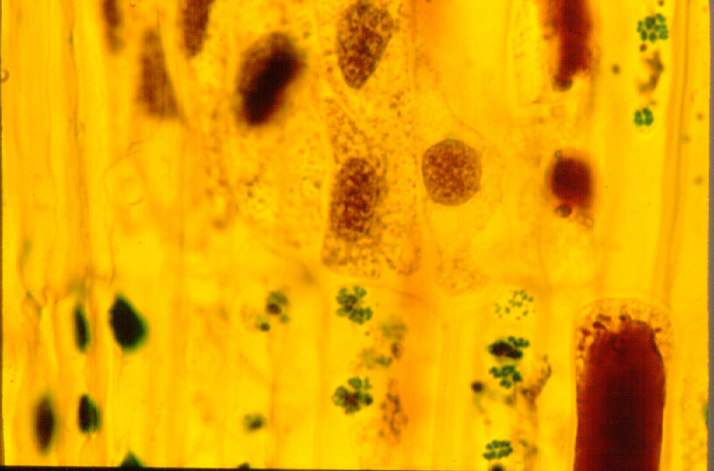 As células condutoras: gimnospermas Floema Células crivadas Características: Sem núcleo, com algumas organelas; parede