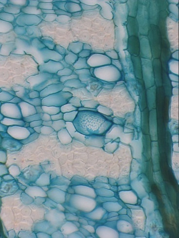 Composição tecido complexo - vivo Elementos crivados, parênquima, esclerênquima, células secretoras.