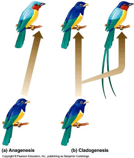 Especiação Anagênese = evolução contínua gera uma espécie nova