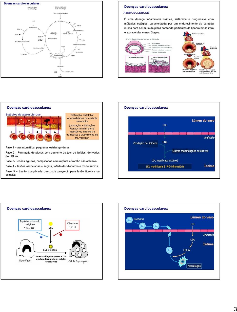 Resposta inflamatória (adesão de linfócitos e trombose) e crescimento de ML vascular.