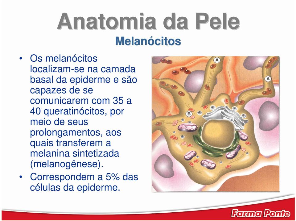 por meio de seus prolongamentos, aos quais transferem a melanina