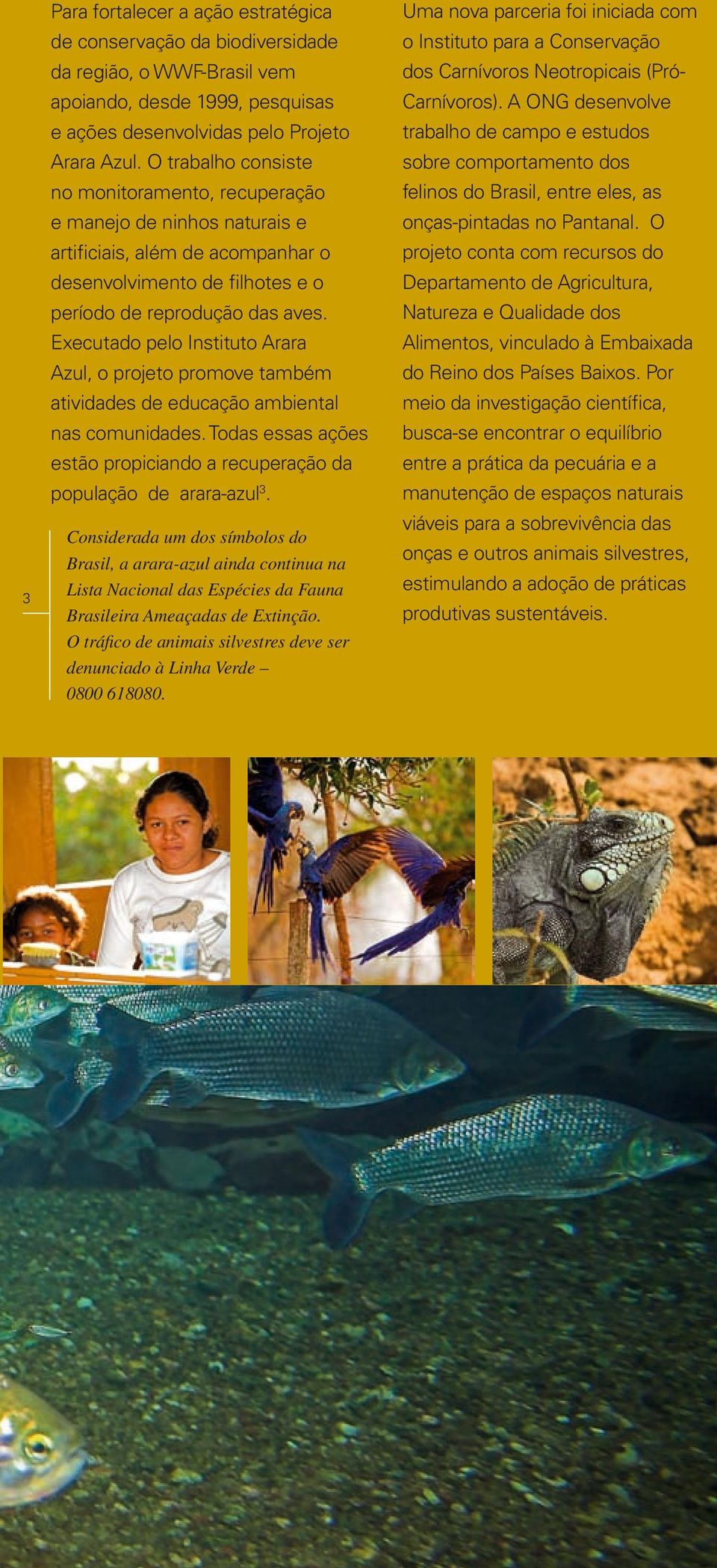 Executado pelo Instituto Arara Azul, o projeto promove também atividades de educação ambiental nas comunidades. Todas essas ações estão propiciando a recuperação da população de arara-azul 3.