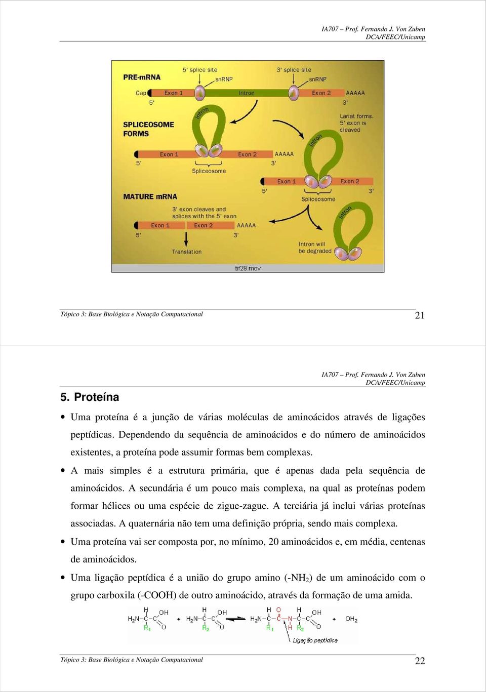 A mais simples é a estrutura primária, que é apenas dada pela sequência de aminoácidos. A secundária é um pouco mais complexa, na qual as proteínas podem formar hélices ou uma espécie de zigue-zague.