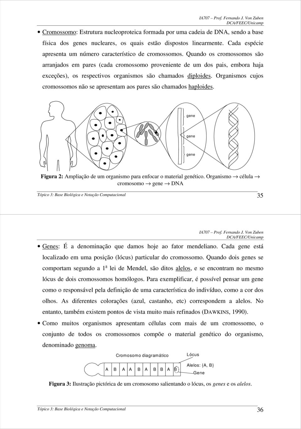 Quando os cromossomos são arranjados em pares (cada cromossomo proveniente de um dos pais, embora haja exceções), os respectivos organismos são chamados diploides.