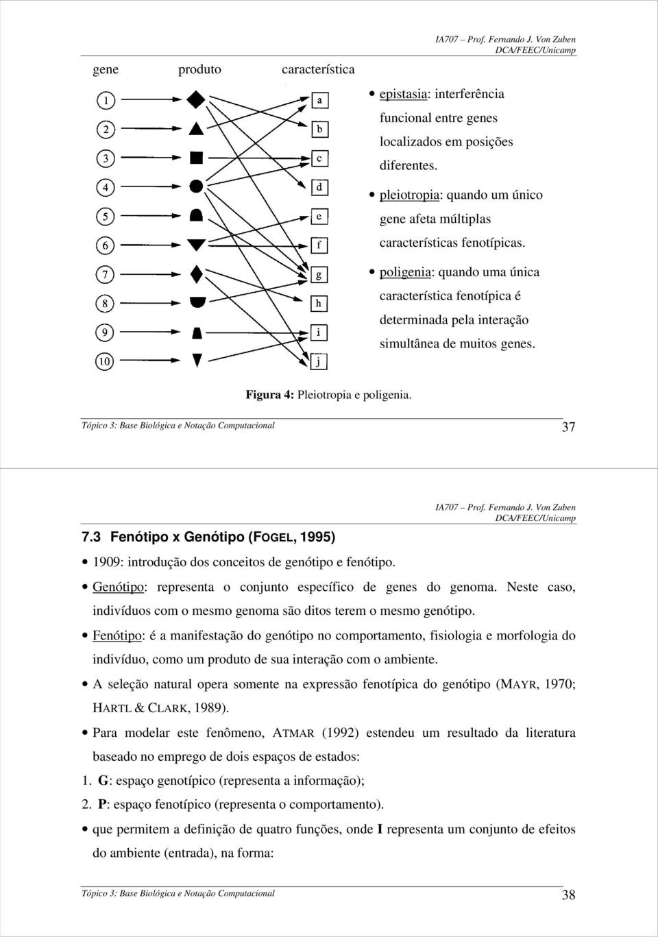 3 Fenótipo x Genótipo (FOGEL, 1995) 1909: introdução dos conceitos de genótipo e fenótipo. Genótipo: representa o conjunto específico de genes do genoma.
