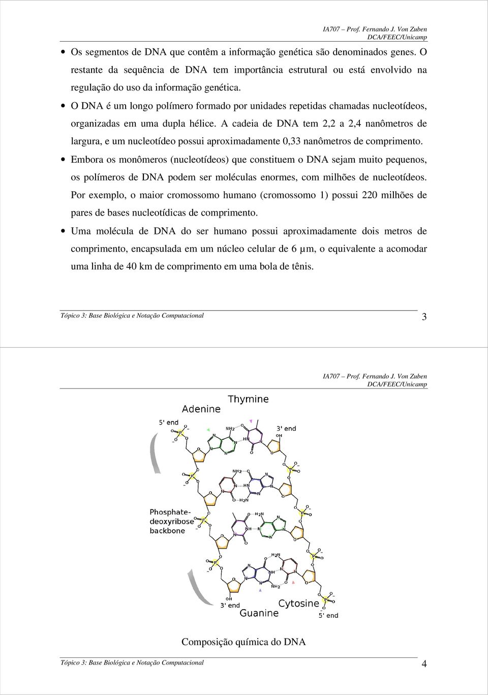 A cadeia de DNA tem 2,2 a 2,4 nanômetros de largura, e um nucleotídeo possui aproximadamente 0,33 nanômetros de comprimento.