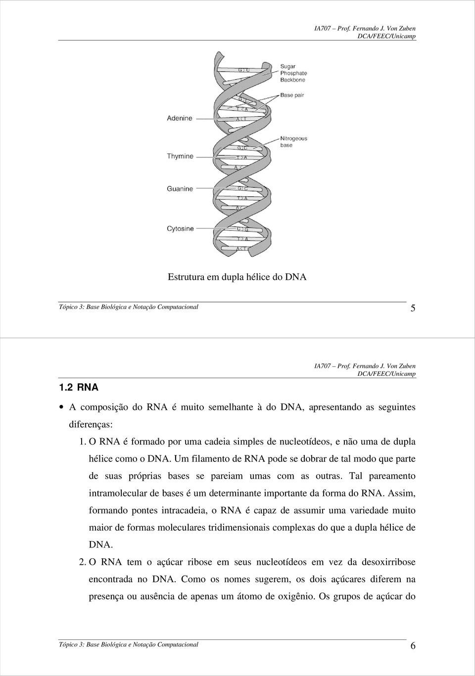 Um filamento de RNA pode se dobrar de tal modo que parte de suas próprias bases se pareiam umas com as outras. Tal pareamento intramolecular de bases é um determinante importante da forma do RNA.