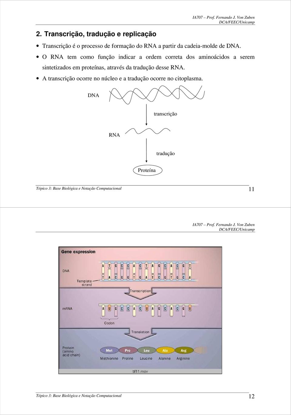 tradução desse RNA. A transcrição ocorre no núcleo e a tradução ocorre no citoplasma.