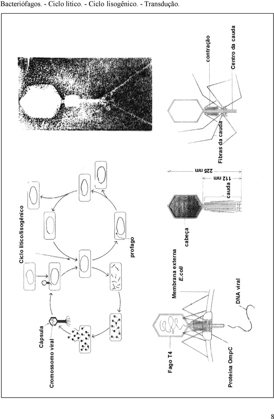 Cápsula Cromossomo viral Fago T4 Proteína OmpC Ciclo