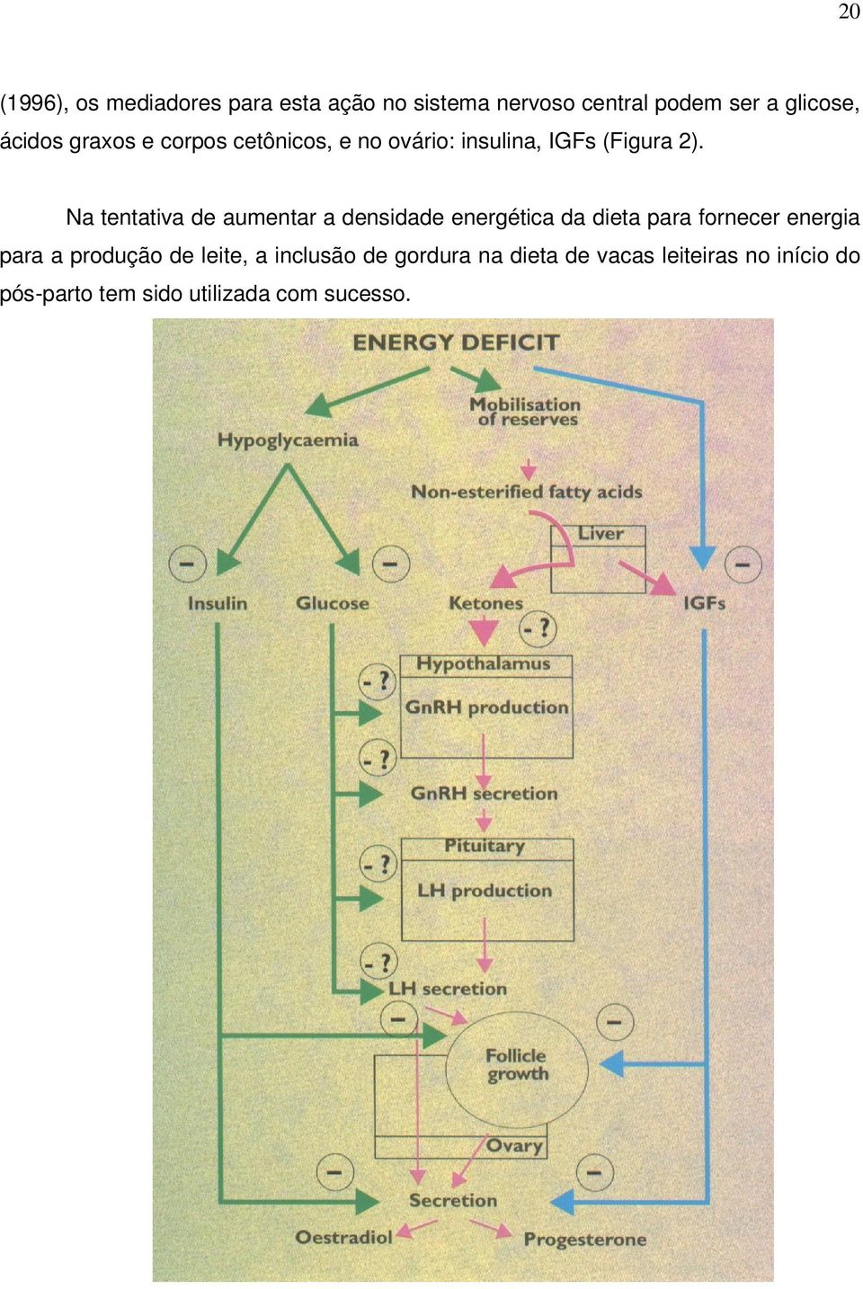 Na tentativa de aumentar a densidade energética da dieta para fornecer energia para a