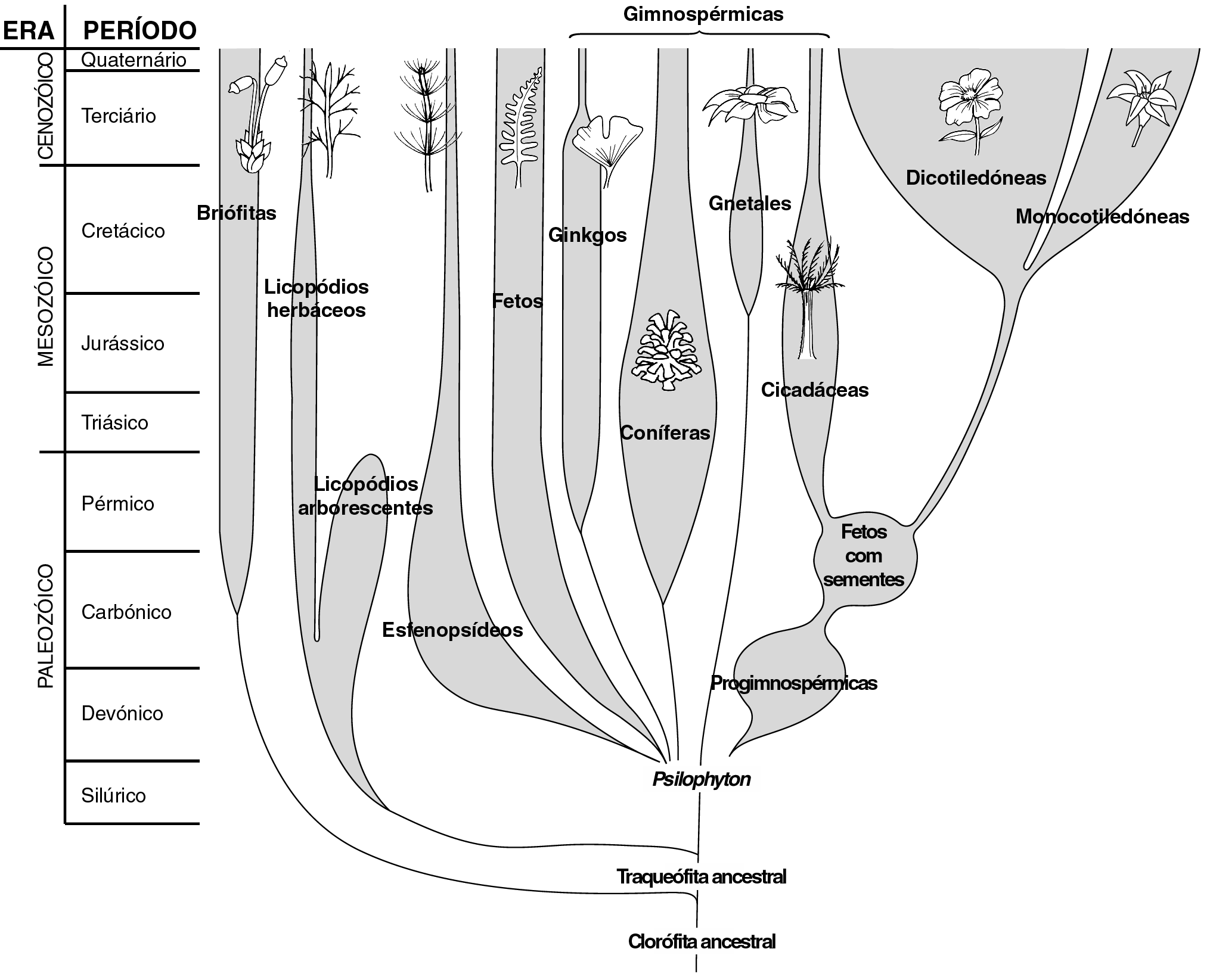 III 1. A figura 3 apresenta uma possível relação filogenética entre diversos grupos de plantas.