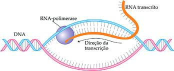 9. As figuras abaixo representam processos celulares fundamentais para a vida dos seres vivos.