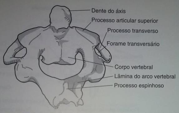 Vertebras C2 -