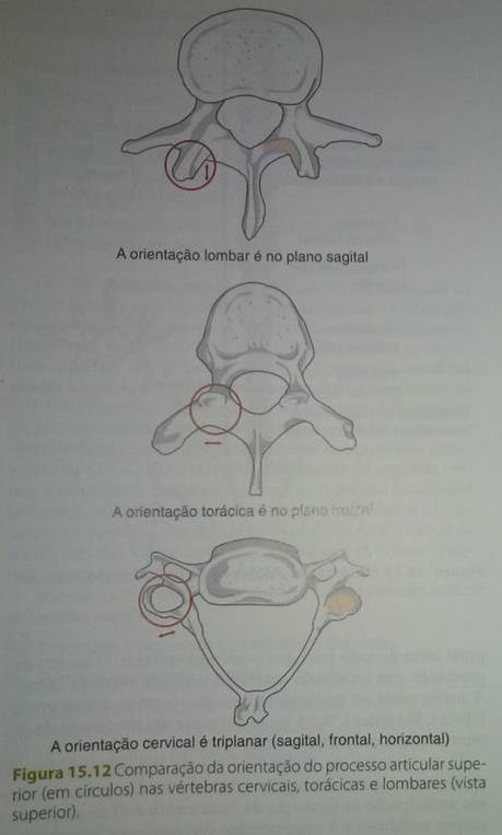 Vertebras