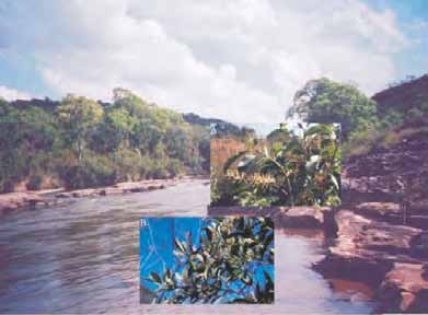 101 Figura 9.2 - Floresta de Galeria do Rio Jaguariaíva. Em detalhe A-Roupala brasiliensis; B-Prunus. 2002).