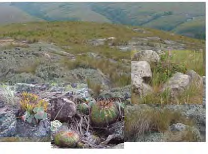 95 Figura 8.2 - Refúgios vegetacionais rupestres. No detalhe, da esquerda para a direita: Gesneriaceae (Sinningia), Cactaceae (Parodia) e Asteraceae (Vernonia e Callea).