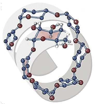 Estrutura tridimensional das cadeia lineares estrutura helicoidal compacta, estabilizada por ligações de hidrogênio