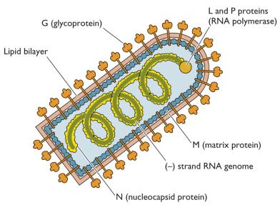 Simetria do nucleocapsídeo Icosaédrica, cúbica ou helicoidal Adenovírus