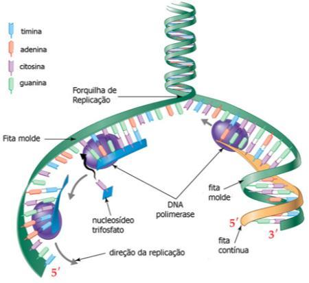 Replicação Replicação em biologia Síntese de moléculas de ácidos