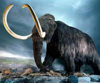 Mamute conservado no gelo Este animal encontrado na Sibéria é um Mamute, uma espécie de elefante pré-histórico.