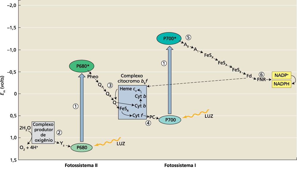 Figura 7.18 (B) Estruturas dos quatro principais complexos proteicos da membrana dos tilacoides.