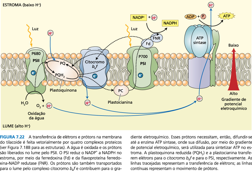 Transferência de elétrons e de prótons na membrana dos tilacóides (ph = 8,0) (ph = 5,0) Modelo da hipótese do ciclo do estado S da evolução de O 2 no PSII A água é uma molécula muito estável.