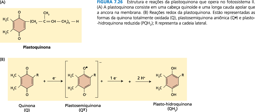 Figura 7.7A Web Este mecanismo do estado S explica o padrão de liberação de O 2, mas não a natureza química dos estados S nem se intermediários parcialmente oxidados são formados.