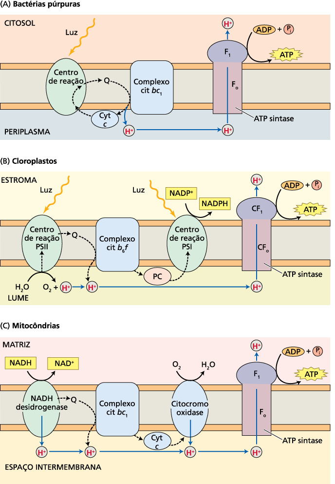 Similaridades entre o fluxo fotossintético e respiratório