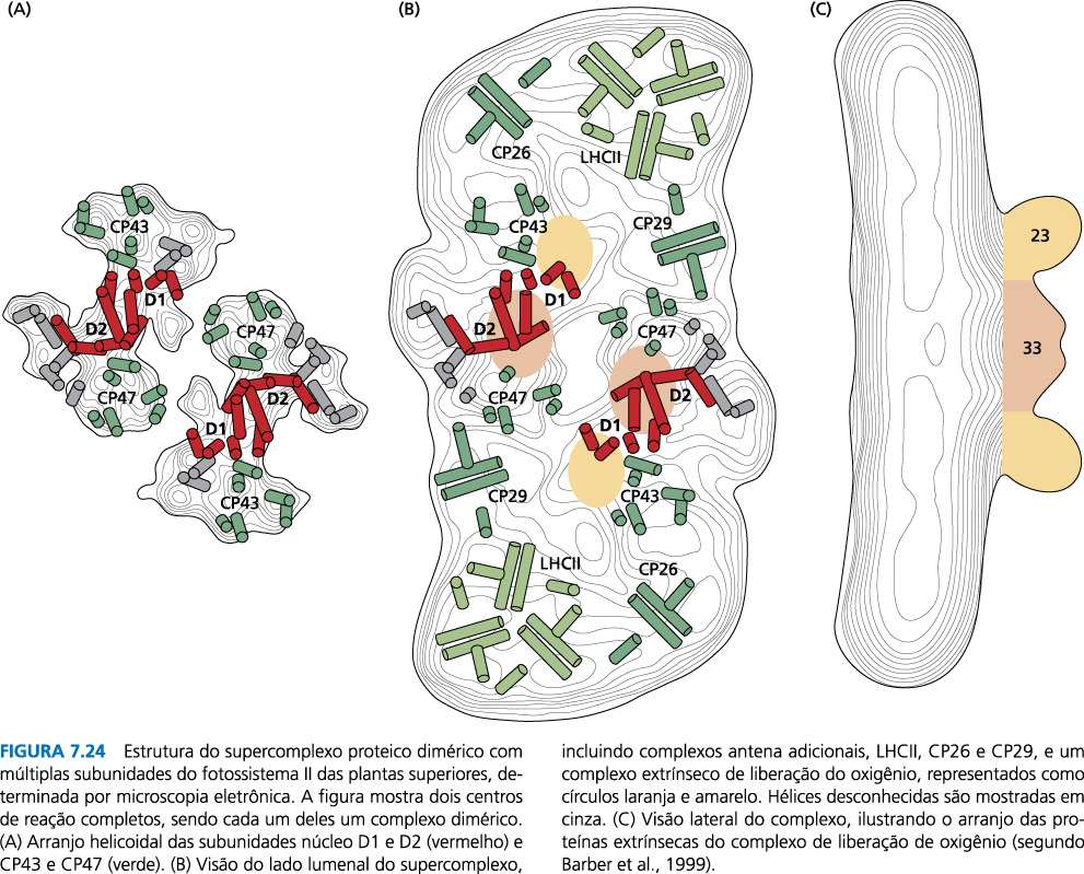 Estrutura do PSI Proteínas A e B (66 e