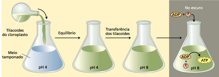 FIGURA 7.31 Resumo do experimento realizado por Jagendorf (1967). Os tilacoides isolados de cloroplastos e mantidos previamente em ph 8 são equilibrados em um meio ácido em ph 4.
