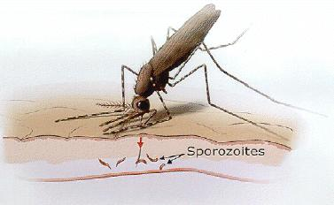 Malária - Introdução Doença infecciosa potencialmente grave, sendo um problema de Saúde Pública em muitos países; Causada pelos protozoários do gênero Plasmodium e