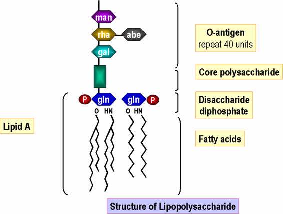 Outros Sacarídeos: Peptidoglicana Principal polímero estrutural da parede celular de bactérias N-acetilglicosamina Ácido N-acetilmurâmico