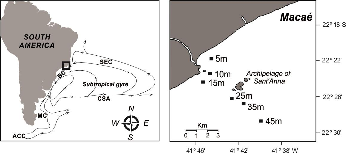Figura 1. Área de estudo evidenciando a região de ressurgência e área de amostragem. Localização das estações (5-45 m de profundidade) e as principais correntes oceânicas do Atlântico Sul.