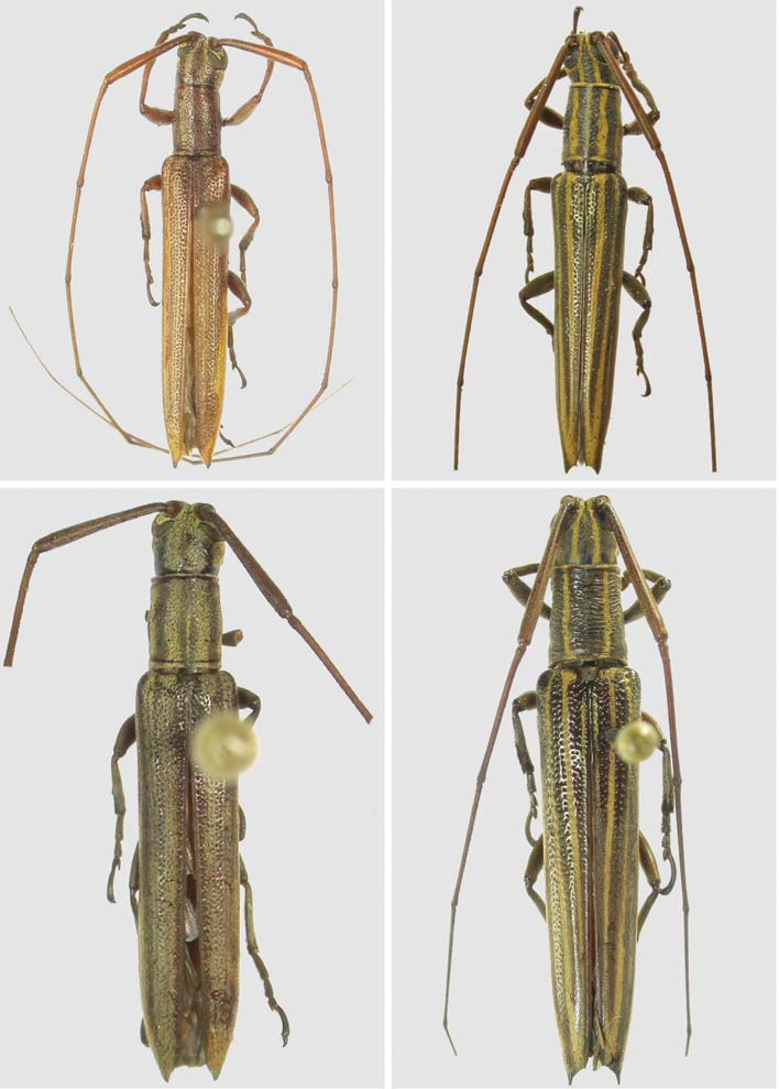 Gênero Hippopsis (Coleoptera, Cerambycidae, Lamiinae): chave para as espécies, sinonímia e descrição 485 33 34 35 36 Figs. 33-36.