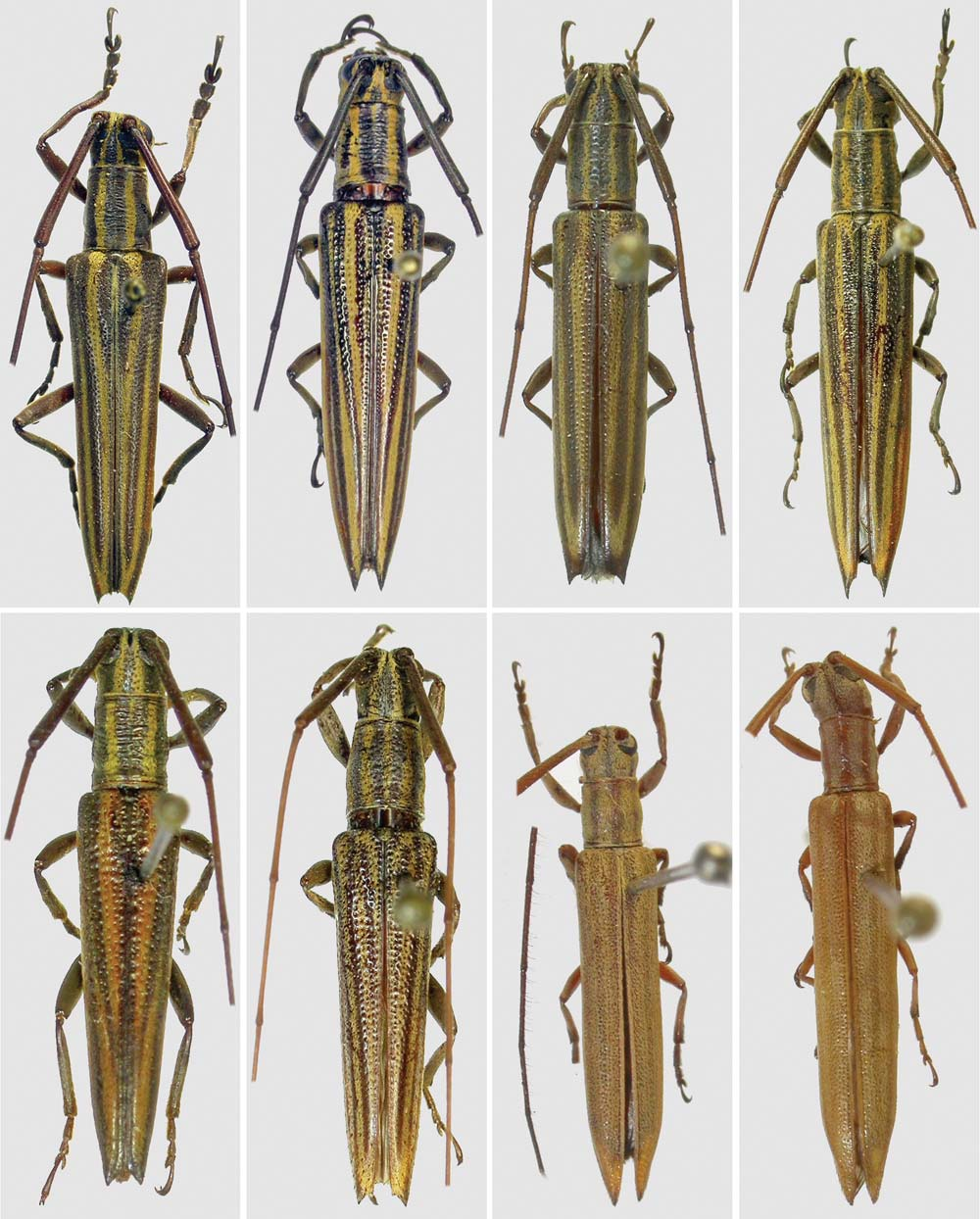 Gênero Hippopsis (Coleoptera, Cerambycidae, Lamiinae): chave para as espécies, sinonímia e descrição 477 1 2 3 4 5 6 7 8 Figs.1-8.
