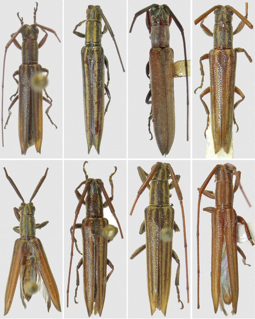 Gênero Hippopsis (Coleoptera, Cerambycidae, Lamiinae): chave para as espécies, sinonímia e descrição 481 17 18 19 20 21 22 23 24 Figs. 17-24.