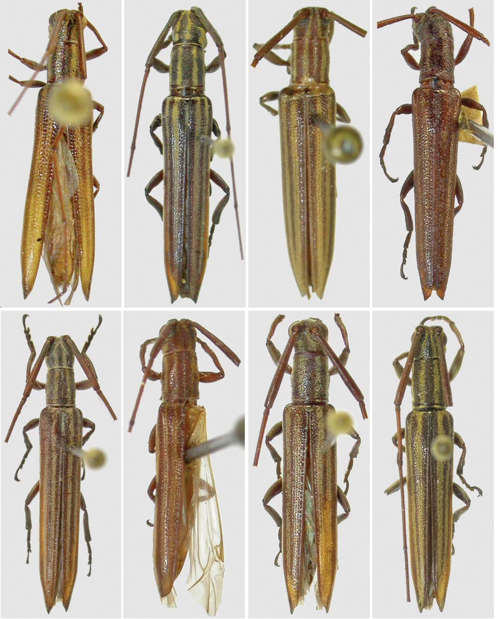 Gênero Hippopsis (Coleoptera, Cerambycidae, Lamiinae): chave para as espécies, sinonímia e descrição 483 25 26 27 28 29 30 31 32 Figs. 25-32.