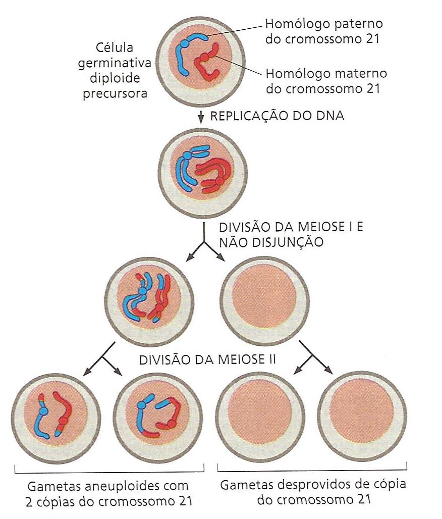 MEIOSE A meiose