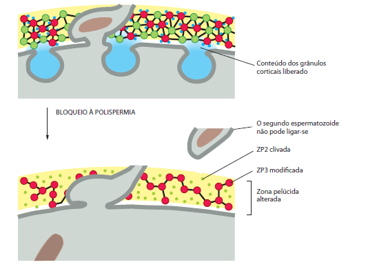 FECUNDAÇÃO A reação cortical faz com