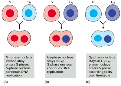 Como o sistema de controle do ciclo celular desencadeia o processo de replicação e ao mesmo tempo previne-o de ocorrer mais de uma vez por ciclo?