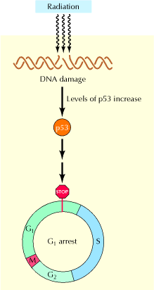 Mecanismos de reparo Como p53 bloqueia o Ciclo Celular em G1?