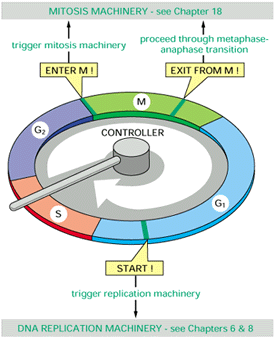O controle do ciclo celular Montagem do fuso mitótico Divisão celular completa Desencadeia a maquinaria