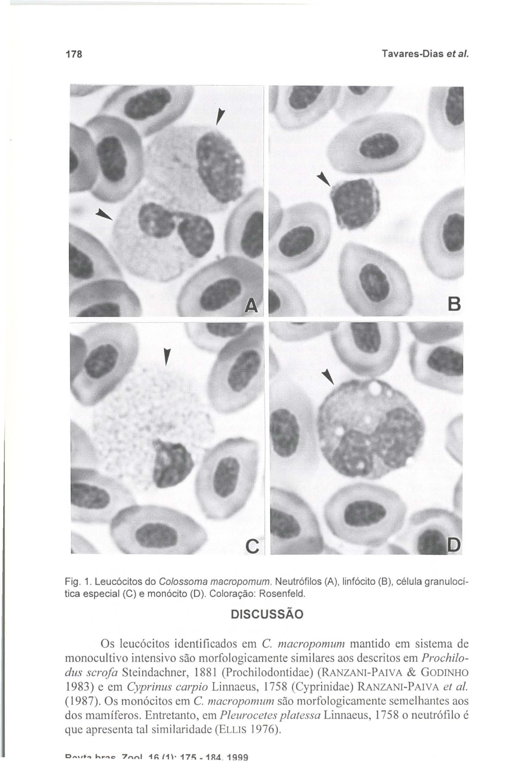 C~ ".~ h.~e 7",,1 1 ~ /1 I' 17<; _ 1 R4. 1999 178 Tavares-Dias et ai. Fig. 1. Leucócitos do C%ssoma macropomum. Neutrófilos (A), linfócito (8), célula granulocitica especial (C) e monócito (O).