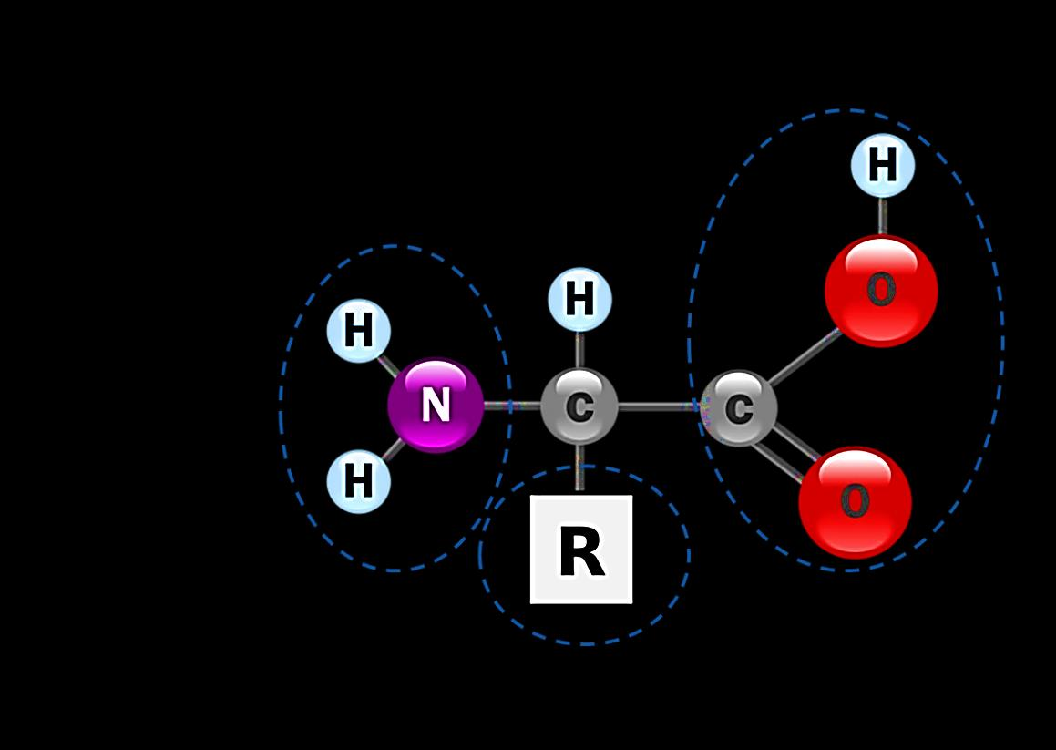 Proteínas Cada aminoácido é composto por um carbono alfa, um grupamento amina (NH2) e um grupamento carboxila
