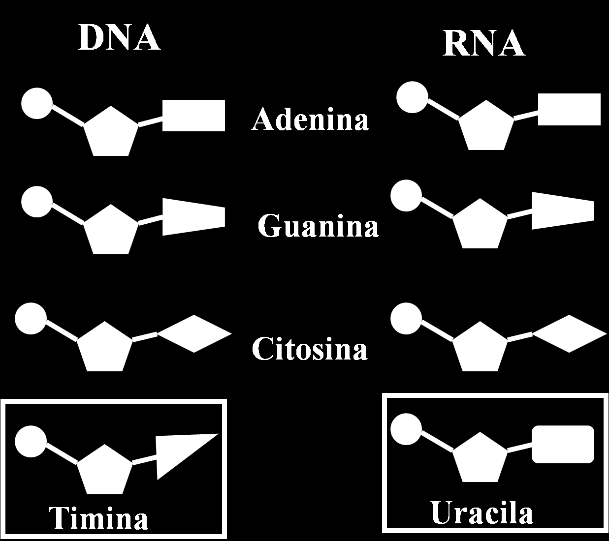 Ácidos Nucléicos (DNA e RNA) As bases nitrogenadas são: adenina, citosina, guanina, timina e