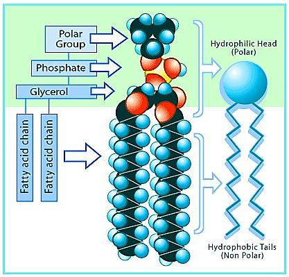 Lipídios - Fosfolipídios Compostos por duas cadeias de ácidos graxos ligadas a uma molécula