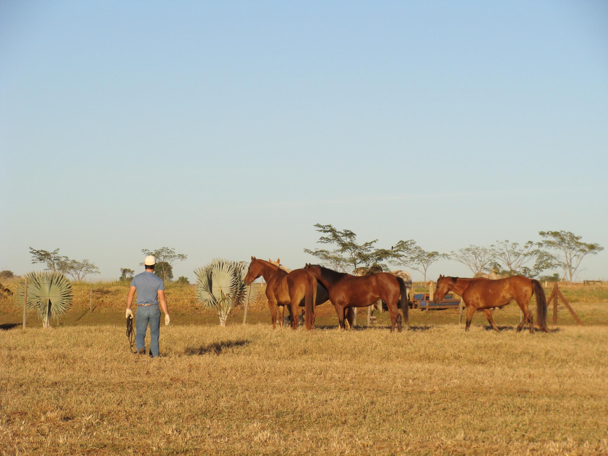 Para um bom HORSEMANSHIP é preciso: Conhecer o