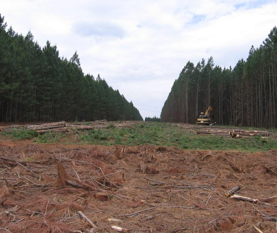 Floresta Lençóis Paulista Área total: 27 424 ha; N de fazendas: 8; Gêneros cultivados: Eucalyptus e Pinus; Fornece madeira para fábrica de